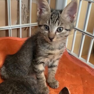 里親決定！可愛いキジトラ猫のハナちゃん。