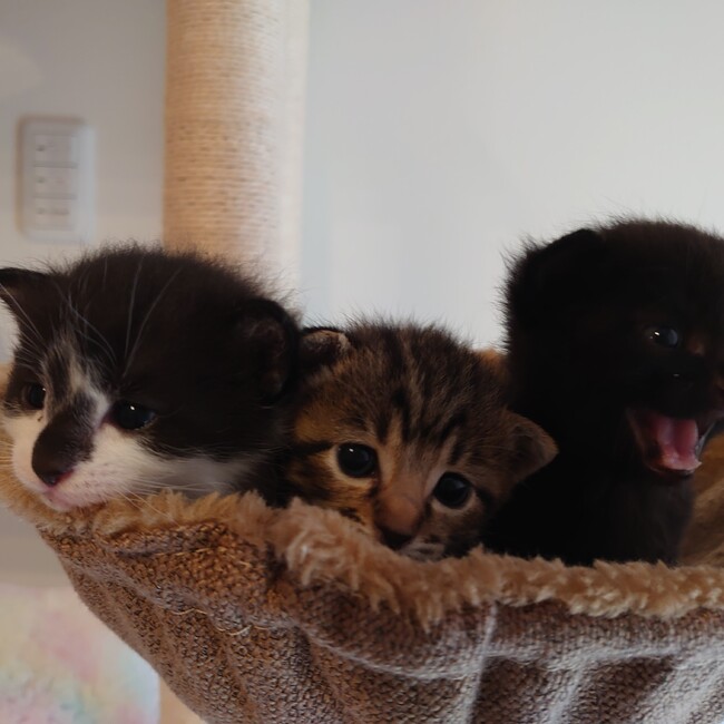 エルラブのカバー写真