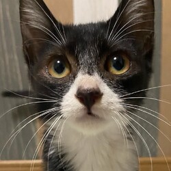 保護っ子