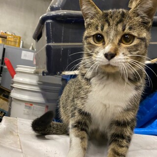 おてんばなサバ虎の女の子！