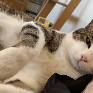 　新しい家族を探してます。