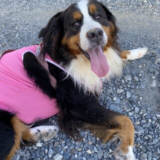 バーニーズ　♀3歳10ヶ月