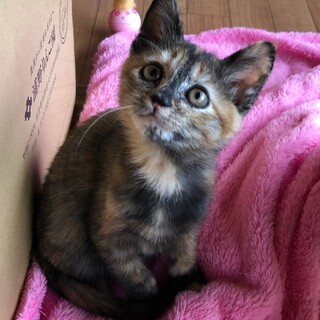 神戸市灘区の猫の里親募集情報まとめ ペットのおうち 月間利用者150万人