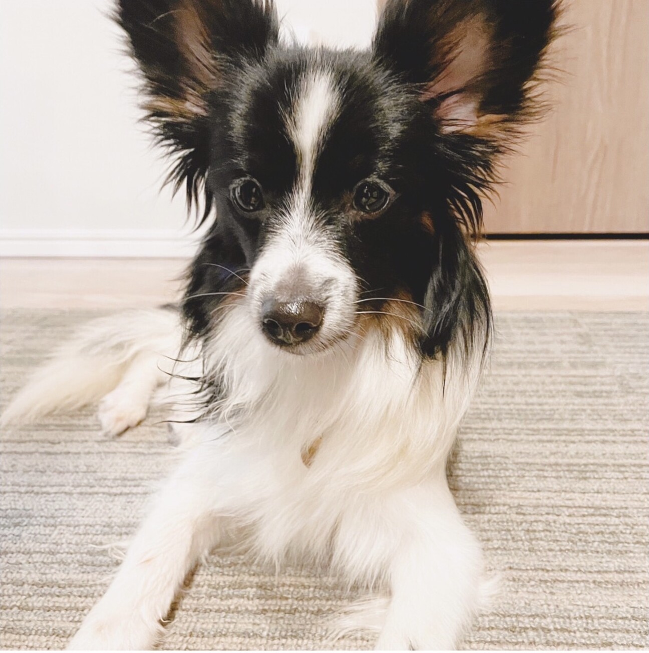 パピヨンmixの女の子 東京都 犬の里親募集 ペットのおうち 月間利用者150万人