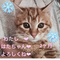 茶トラ女子　はたちゃん