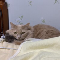 メル