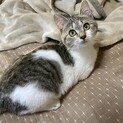人馴れ抜群　ふわふわ丸々　こももちゃん　3ヶ月