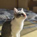 サバ白女の子 3~4ヶ月齢