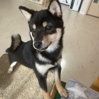 【小平市】柴犬のツララちゃん　募集停止