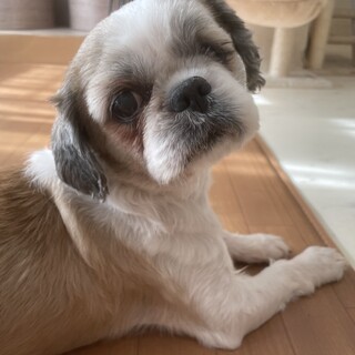 【小平市】甘えん坊のシーズー！マックくん