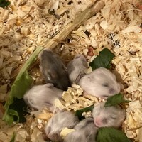 ハムスター白