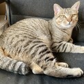 【急募】人懐っこいもふもふ兄猫（♂・ 11ヶ月）