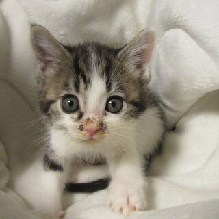 キジ白の女の子　シーちゃん　生後1か月半です