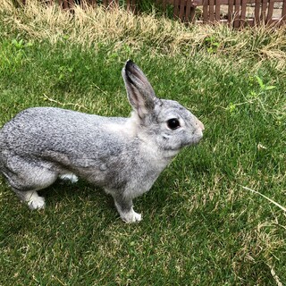 一旦停止　ミニウサギの女の子4歳ブルー