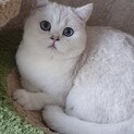 ロシア産ブリティッシュショートヘア　シルバーオス猫