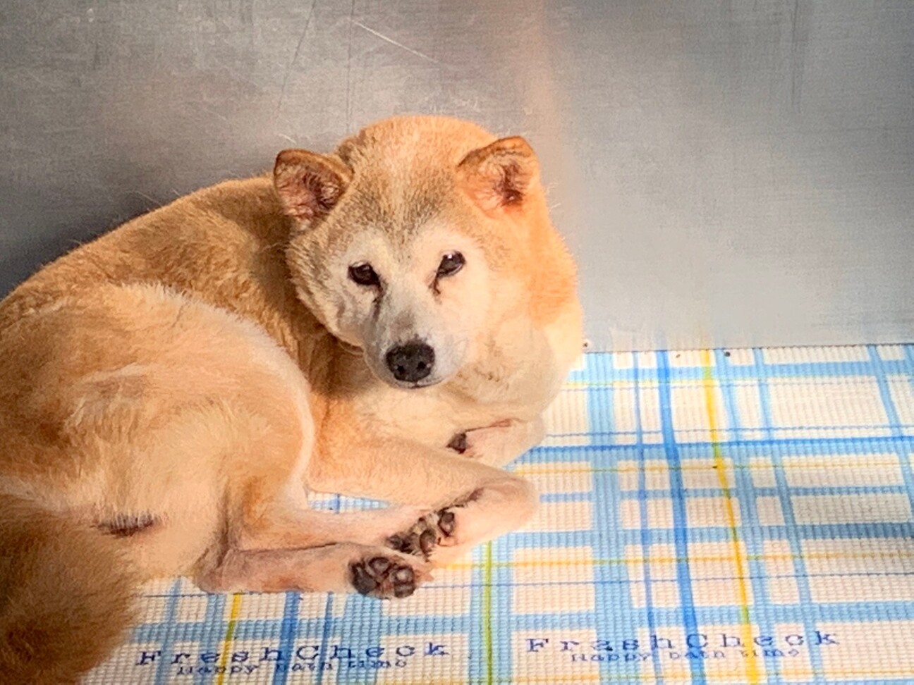柴mixのおばあちゃんワ 岡山県 犬の里親募集 3949 ペットのおうち 月間利用者150万人