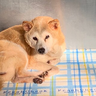 柴mixのおばあちゃんワンコ【もみじ】