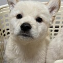 ロッソ君里親様決定！