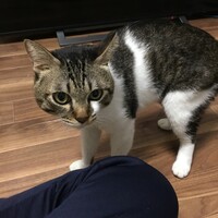ななお