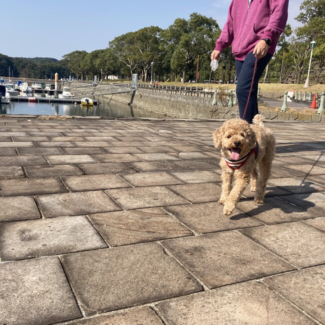 アカバエのカバー写真