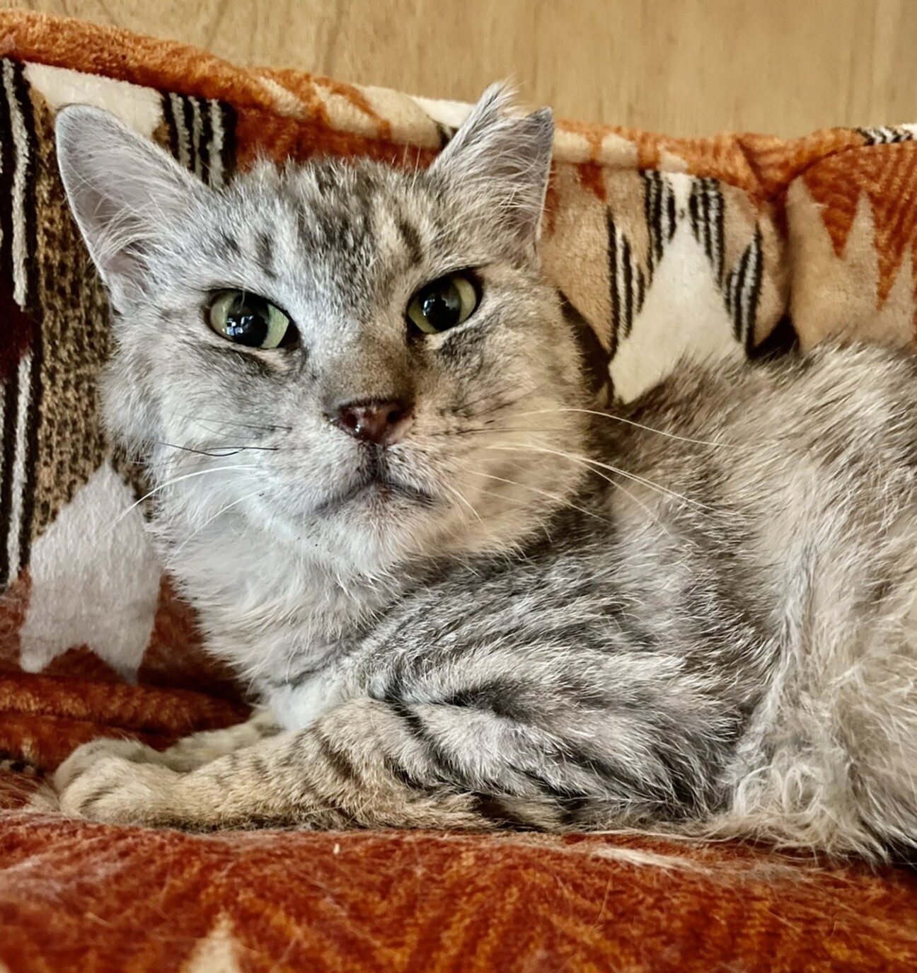 動物病院の保護猫 ナデナ 大阪府 猫の里親募集 ペットのおうち 月間利用者150万人