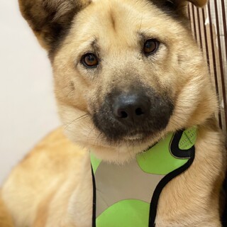 パタパタお耳が可愛い!【プディング】くん☆