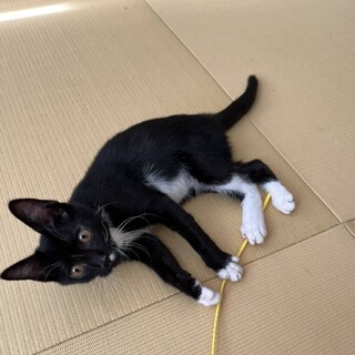 棄てられた子猫　ぷっちょくん