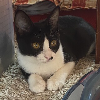 兄妹の活発な女の子♡おいでやすこが小田さん似