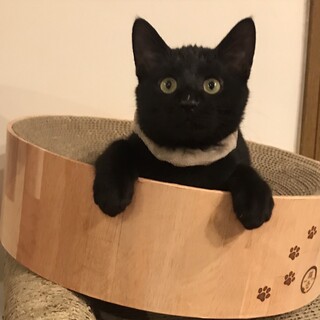 クリっとした瞳甘えん坊のポコ。