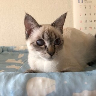 ブルーの瞳の女の子。