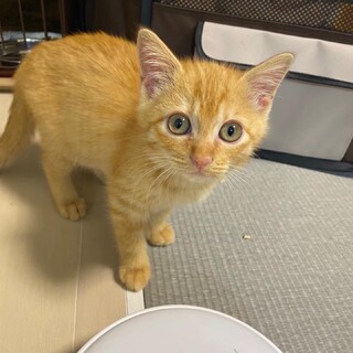 フワフワ茶トラ女子♡ポトフ