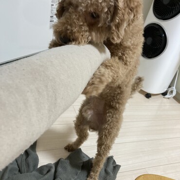 遊んでもらいたい時はこうなります