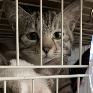 マイペース元気のサバトラちゃん