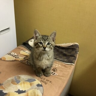3兄弟オスのキジ猫の里親さん募集！
