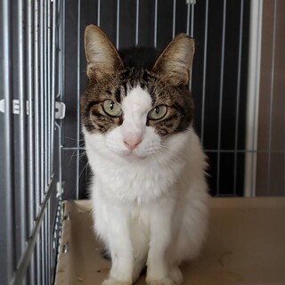 【緊急保護】キジシロちゃん