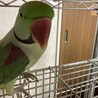 ウロコボタン