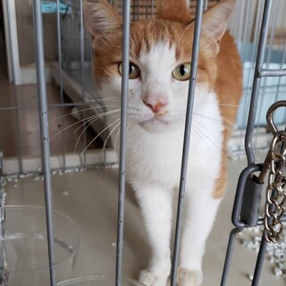 【緊急保護】茶シロくん