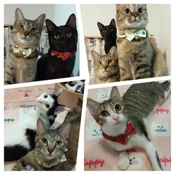 にゃんこ譲渡会 サムネイル2