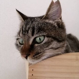おひざ大好き！キジガールマコちゃん