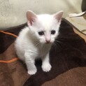 雑種の真っ白い子猫です！