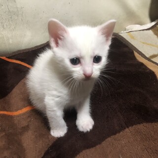 雑種の真っ白い子猫です！