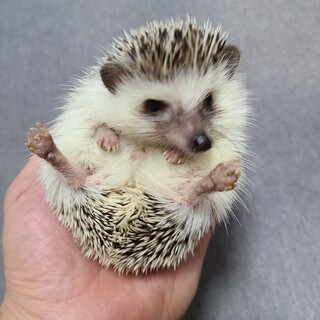 ハリネズミの里親募集です
