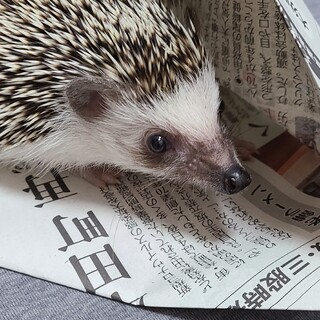 ハリネズミの里親募集です