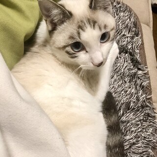 3歳3ヶ月　ラグドール風　イケメン　爽くん