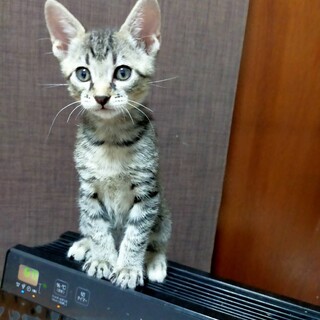 只今２ヶ月半!バス停に捨てられていた4兄弟キジ♂