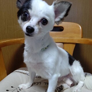 チワワ♂️『オセロ』推定4才