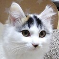 ホァンとしたおっとり系王女様三毛猫ありあちゃん❣️