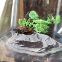 子亀の里親募集中です
