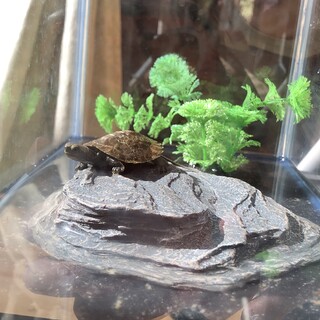 子亀の里親募集中です