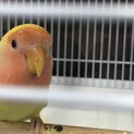 コザクラインコ